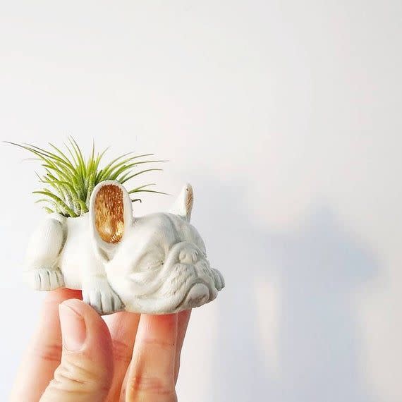 Concrete Frenchie With Air Plant