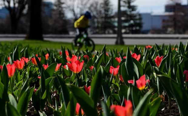 Tulips bloom in Ottawa on Tuesday, April 13, 2021. THE CANADIAN PRESS/Sean Kilpatrick