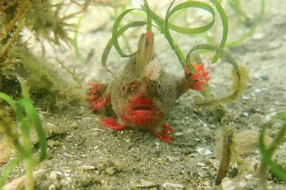 Los científicos han capturado 25 peces con manos rojos. (AFP)