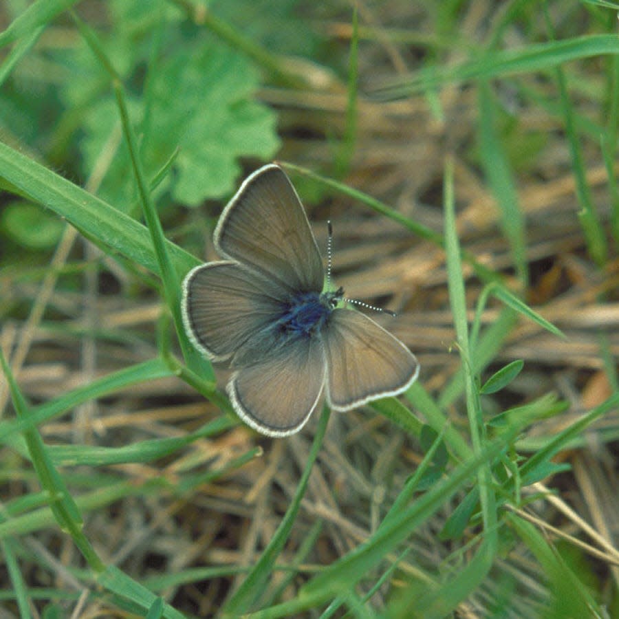 Photo of a Fender's blue butterfly taken near Fern Ridge Reservoir.