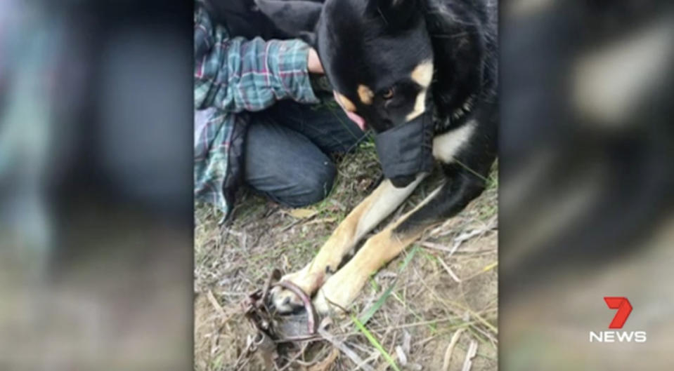 A dog was caught in a similar trap in Warwick last year. Source: 7 News