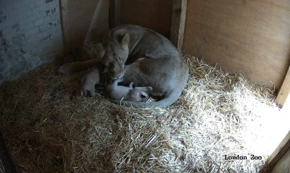 Lion cubs 