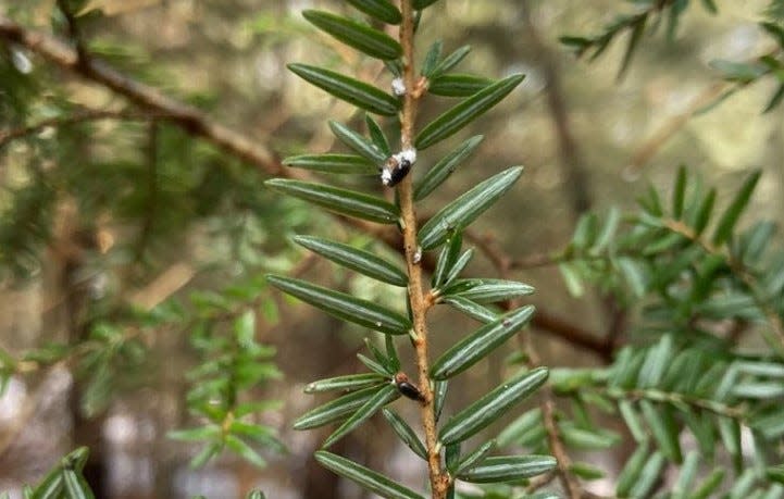 The tiny, dark beetles on the branch of this hemlock tree are being used to control another insect, wooly adelgid, which can kill hemlocks.