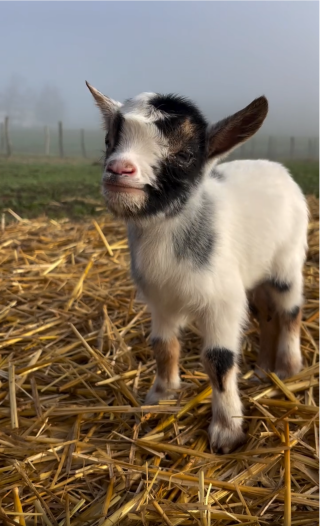 Il faut débourser entre 250 et 350 euros pour s’offrir une de ces chèvres.. PHOTO Capture d’écran Élevage du Petit Berger