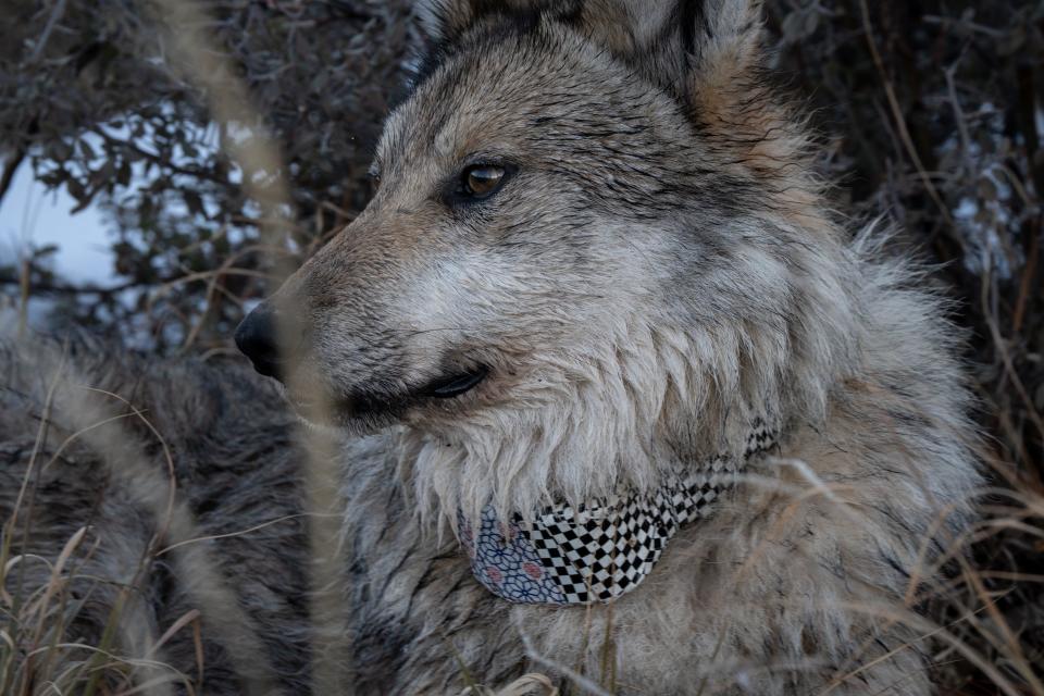 Mexican gray wolf M1477 after being released south of Hannagan Meadow, Arizona, on Jan. 26, 2024. M1477, an eight-year-old male and member of the Eagle Creek Pack, was darted from a helicopter to have his radio collar replaced.