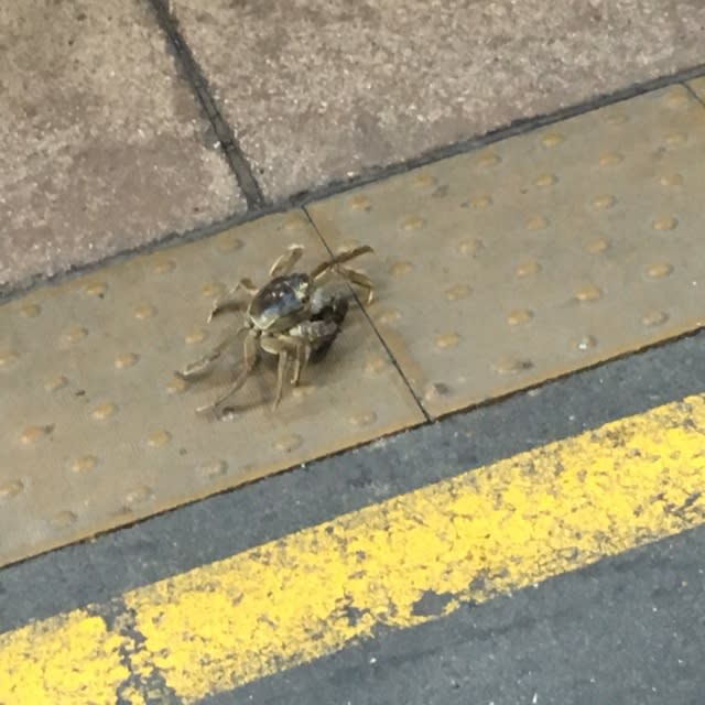 Live crab spotted getting off train in Cheltenham