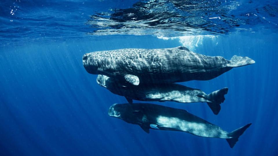 <div class="inline-image__caption"><p>Sperm whales.</p></div> <div class="inline-image__credit">Amanda Cotton</div>