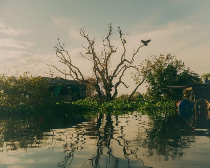 Crows perch on a dead tree (1854 x WaterAid: Once Beating Heart/Calvin Chow 2022)