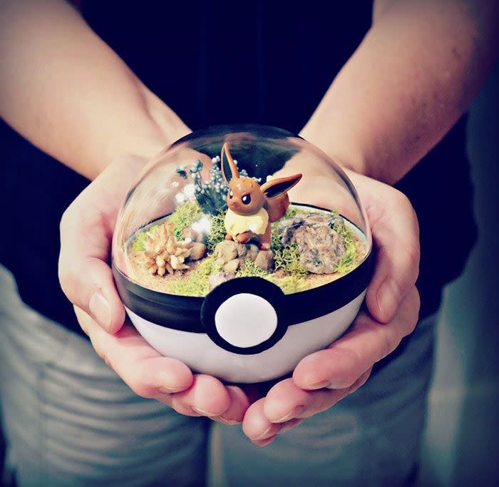 Ce terrarium Pokémon