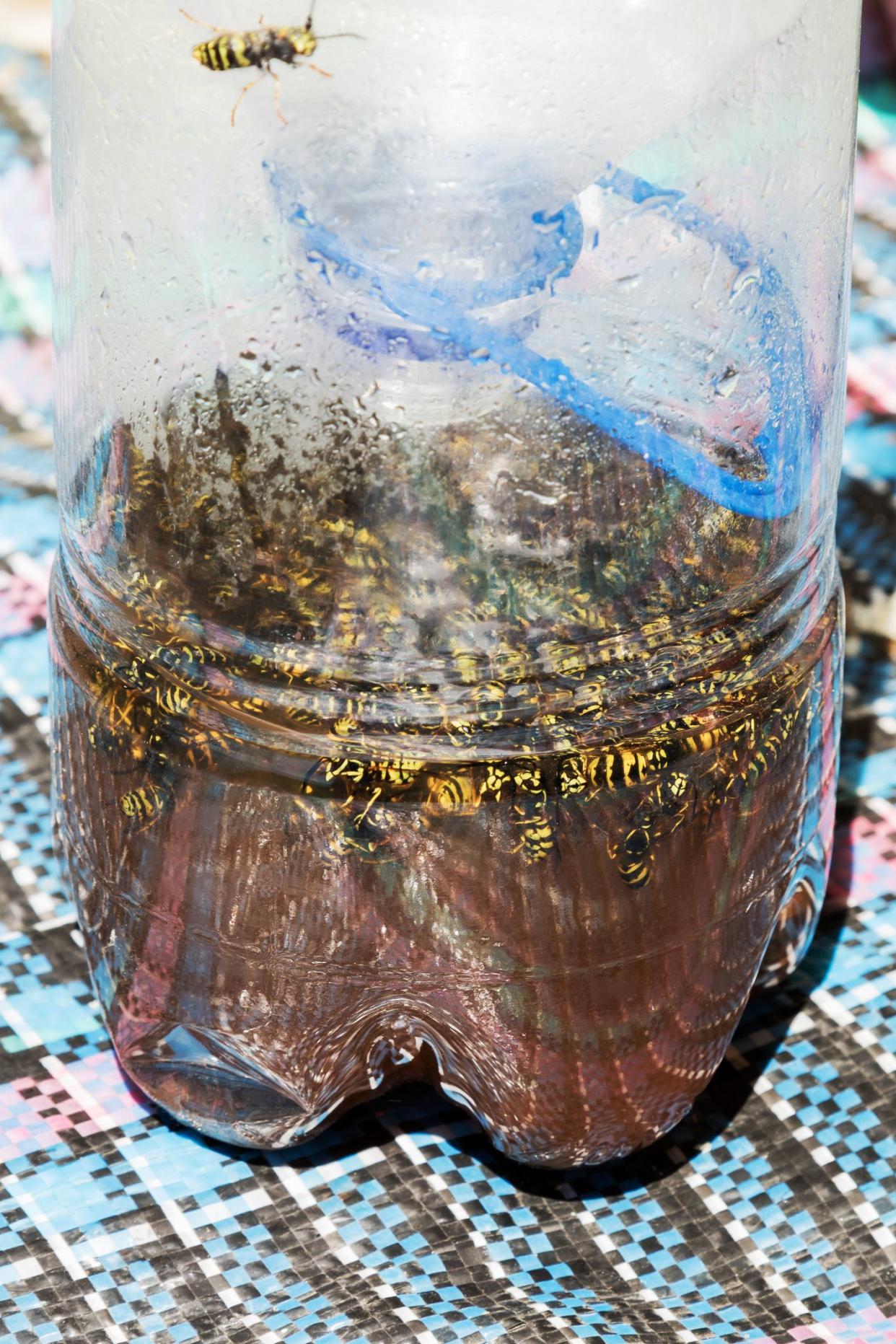 Handmade trap for wasps made of a plastic bottle with syrup inside full of wasps