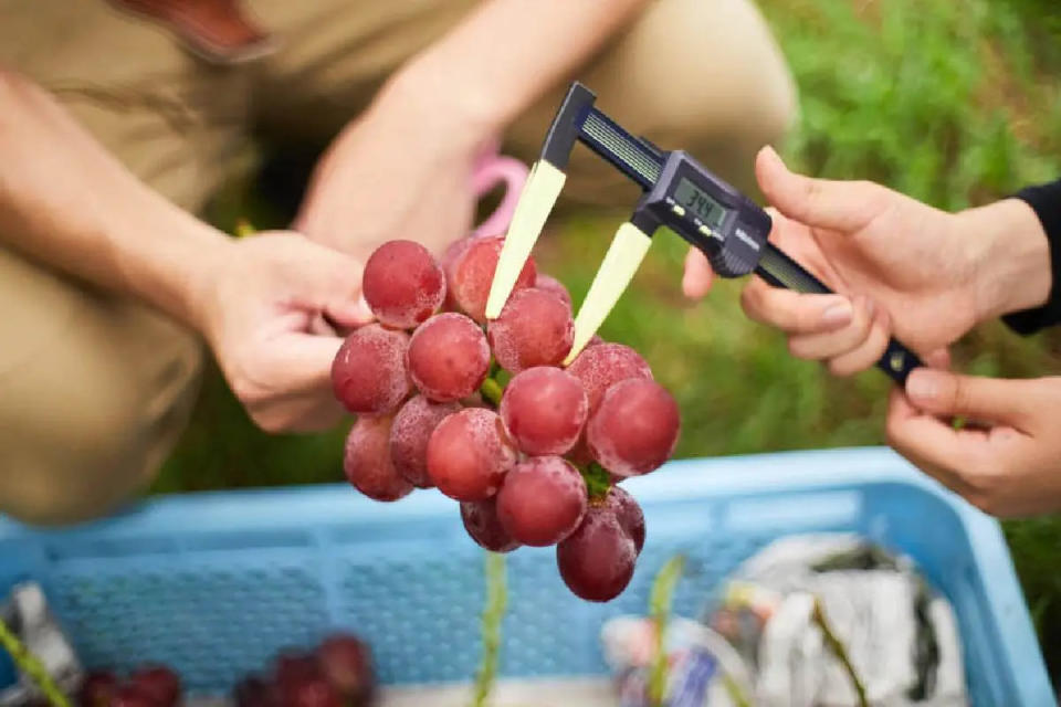 La uva de Ruby Roman crece exclusivamente en la prefectura de Ishikawa, una región de Chūbu en la isla de Honshu. Foto: reportergourmet.com