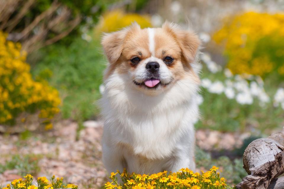 Tibetan Spaniel