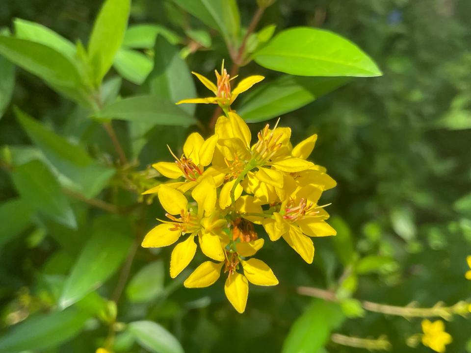 The blooms of a thryallis are attractive to butterflies.