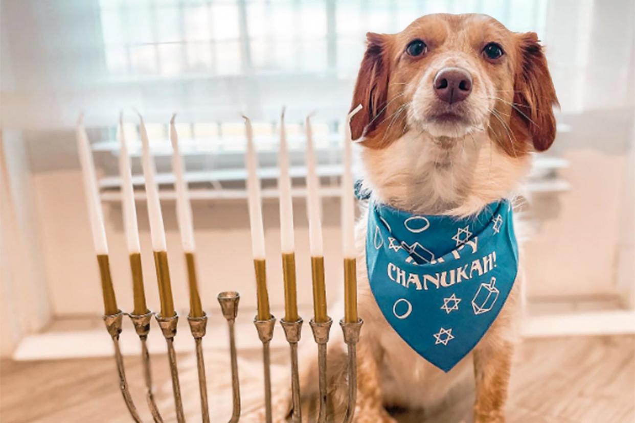 dog wearing a Chanukah bandana posing with a menorah