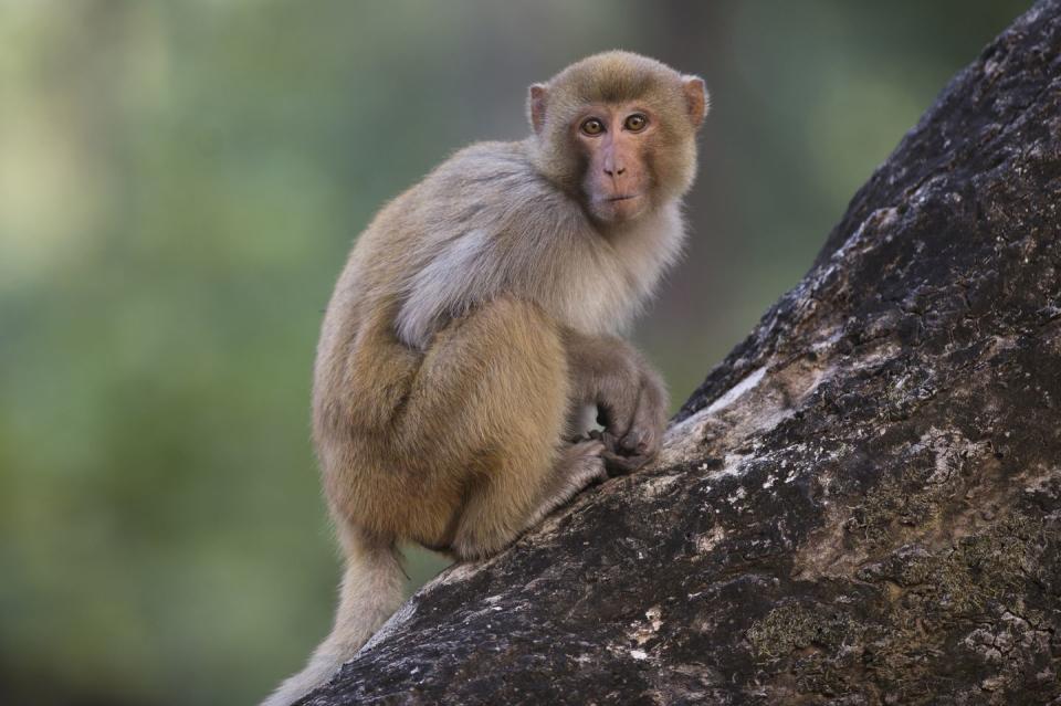 <p>Monkeys have an entire island to themselves on <a href="https://www.atlasobscura.com/places/morgan-island" rel="nofollow noopener" target="_blank" data-ylk="slk:Morgan Island;elm:context_link;itc:0;sec:content-canvas" class="link ">Morgan Island</a>, where the monkey population has climbed to over 4,000. (Originating from a primate research facility in Puerto Rico in 1979, the population started at a few hundred.) Unfortunately, you can't visit. The only humans allowed on the island are the researchers responsible for tagging and studying the rhesus macaques (which look similar to this little one pictured here, who lives in India). </p>