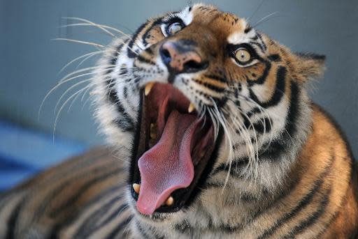 Man attacked by tiger at Steve Irwin's Queensland zoo