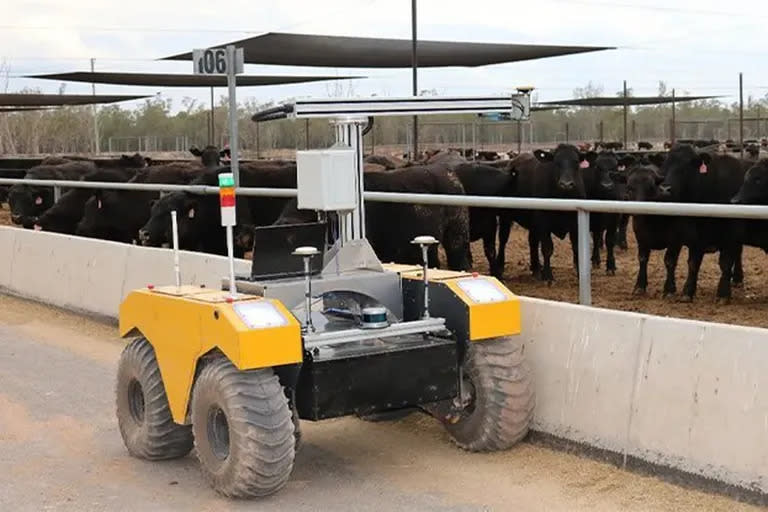 Un robot autónomo que recorre y "lee" los comederos de un corral de hacienda