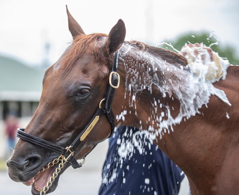 Kentucky Derby hopeful Epicenter is bathed on the backside at Churchill Downs. May 3, 2022