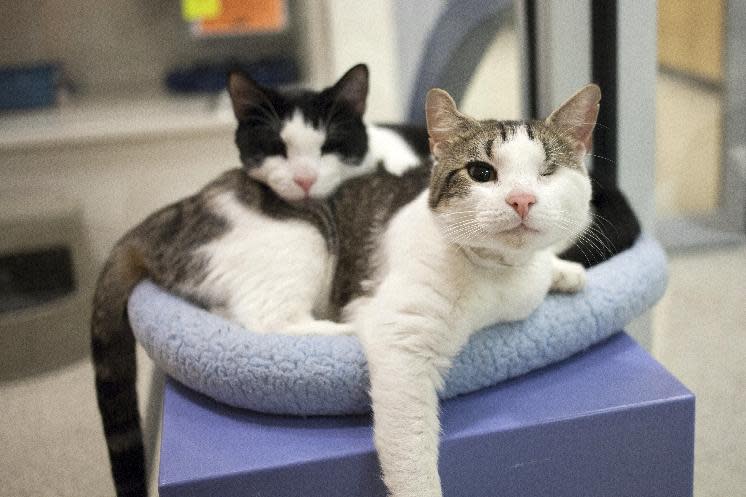 In a Wednesday, May 8, 2013 photo provided by the ASPCA, cats Woodchuck and Clint pose for a picture at the ASPCA Adoption Center in New York City. Allison Wheatley adopted them and renamed them Henry and Angus. Angus, right, has only one eye. (AP Photo/ASPCA, Alex Mouganis)