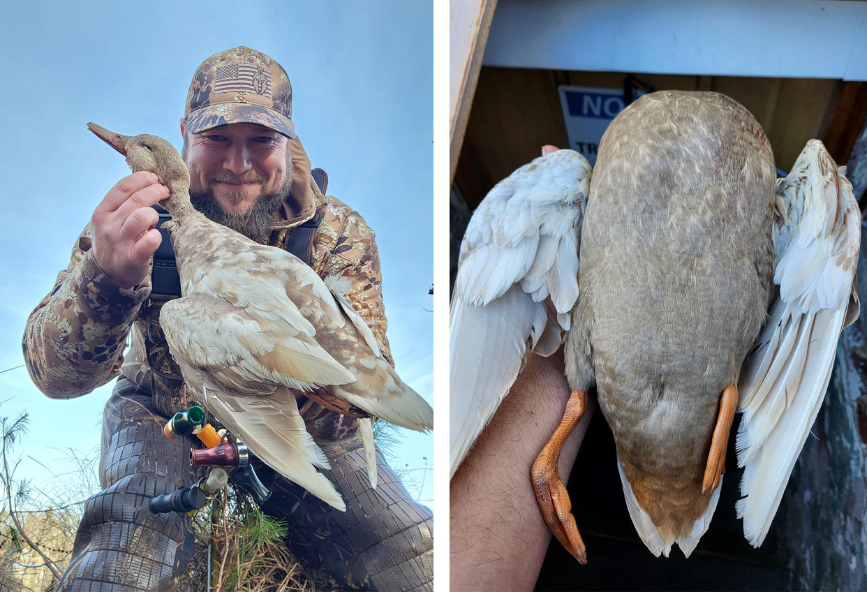 Mike Wec with his leucistic American black duck.