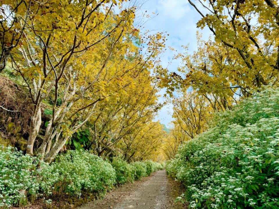 （圖片來源：沐心泉農場）