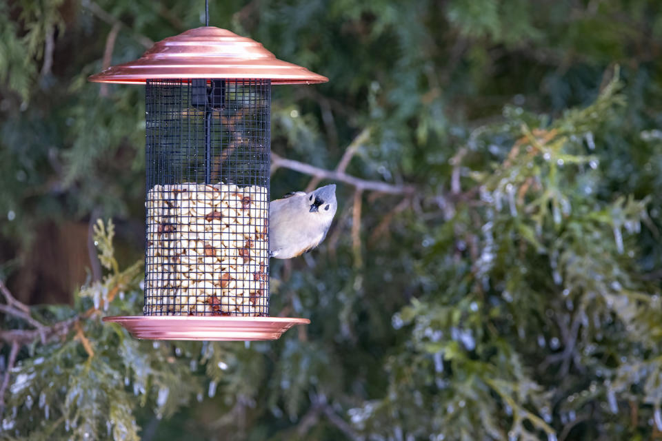 bird feeder with a baffle