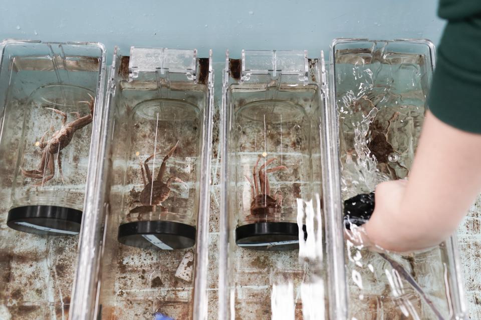 Shelby Bacus, a graduate student at the University of Alaska-Fairbanks, pulls a jar with a live snow crab inside out of a water tank as she conducts an experiment, Thursday, June 22, 2023, at the Kodiak Fisheries Science Center in Kodiak, Alaska. Researchers are scrambling to understand crabs' collapse, with seas warmed by climate change as one theory. (AP Photo/Joshua A. Bickel)