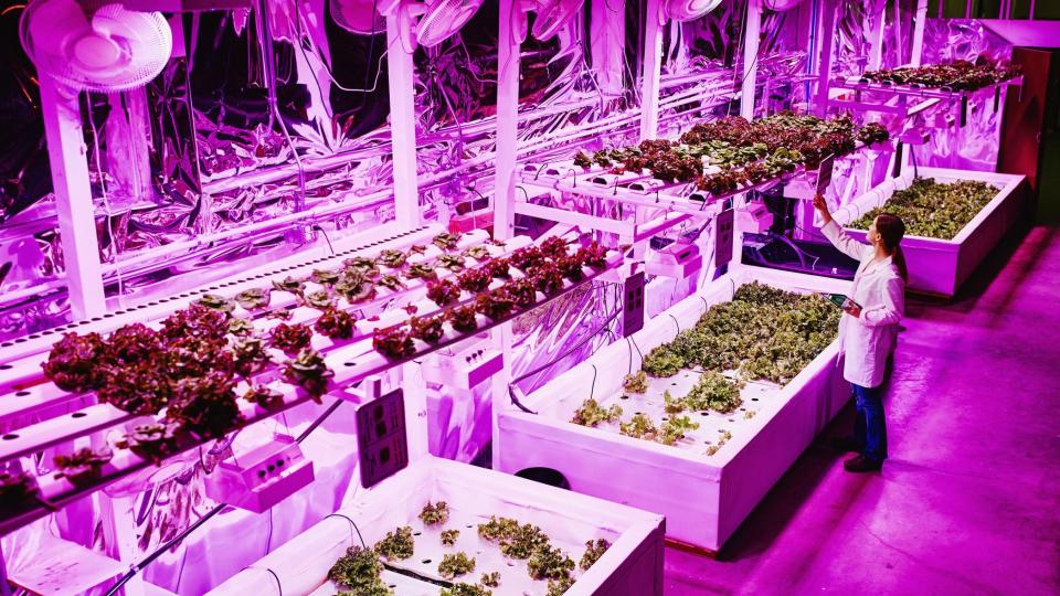 Mujer en un laboratorio lleno de plantas y luces violeta 