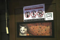 A cat looks outside from a closed bar at the Kabukicho entertainment district in the Shinjuku Ward in Tokyo, Friday evening, April 24, 2020. Japan's Prime Minister Shinzo Abe expanded a state of emergency to all of Japan from just Tokyo and other urban areas as the virus continues to spread. (AP Photo/Eugene Hoshiko)