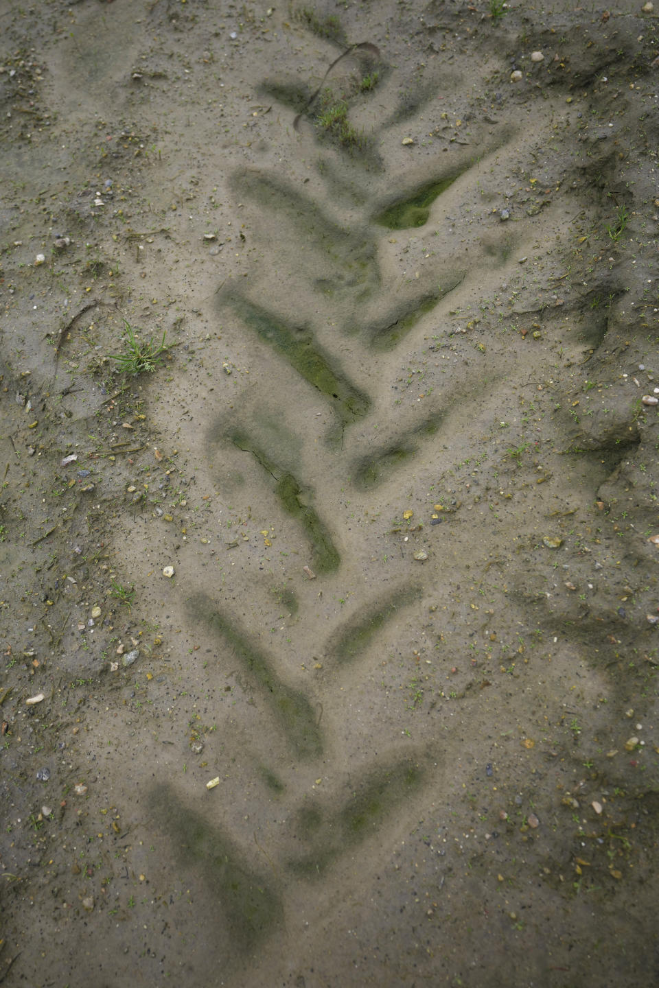 Biological engineer Ineke Maes stands in a field in West Flanders, Belgium, Wednesday, Feb. 21, 2024. The tire tracks of massive tractors, that left impenetrable puddles filled with green sludge, drew Maes to western Belgium's industrial farmlands. There she had hoped the EU's burgeoning environmental awareness would start to make a fundamental difference by improving exhausted soil. (AP Photo/Virginia Mayo)