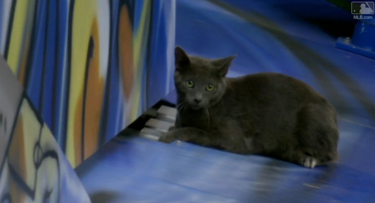 A cat invaded Marlins Park, and found a temporary home on the home run sculpture. (MLB.com)