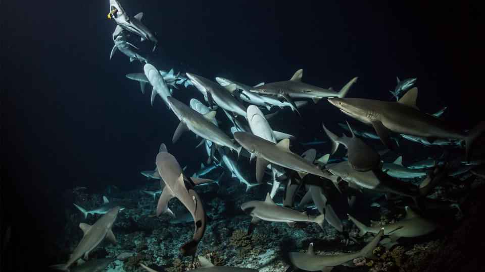 '700 Sharks'. (Credit: National Geographic)