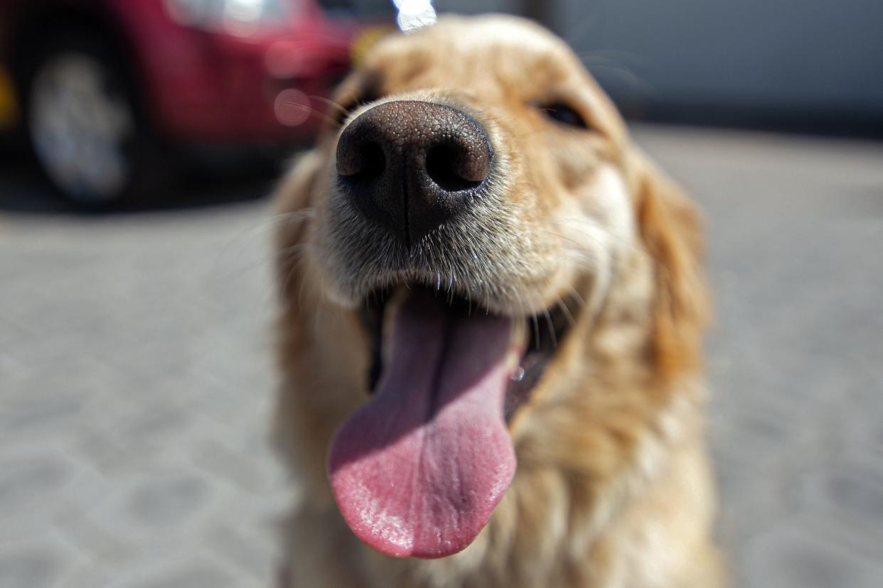 File: Gaya, a two-and-a half-year-old golden retriever, during an experimental phase to train dogs to detect the presence of the novel coronavirus in Quito, Ecuador (AFP via Getty Images)