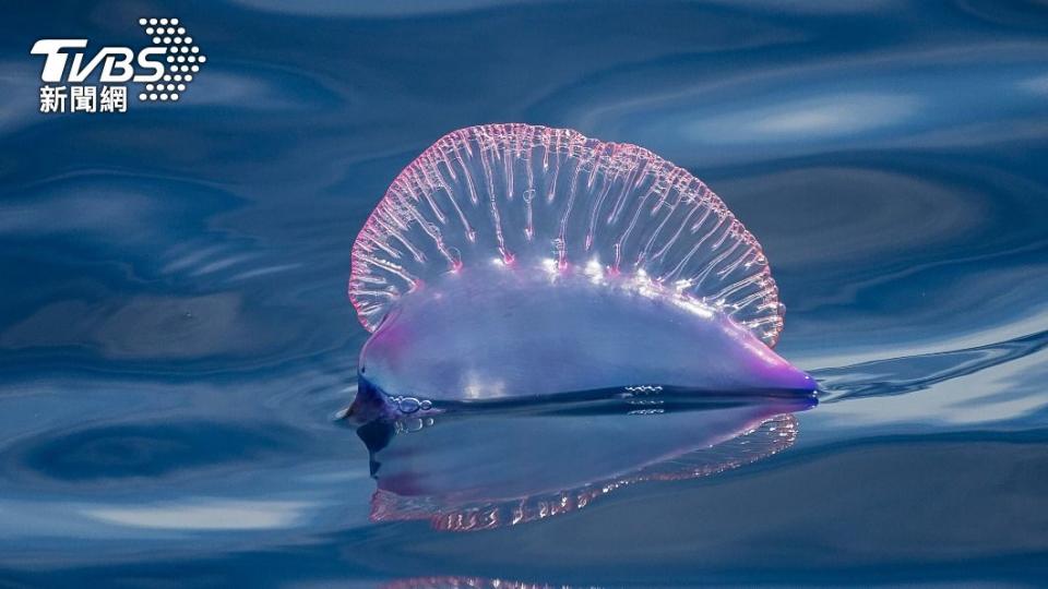 僧帽水母也常被稱為「葡萄牙戰艦（Ｐortuguese man-o-war）」。（圖／shutterstock達志影像）