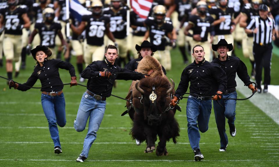 Colorado Buffaloes mascot Ralphie runs onto Folsom Field before a CU home game against the California Golden Bears.