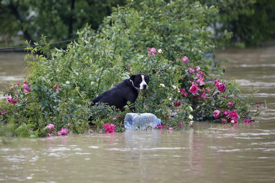 A dog stands in a flooded street in the town of Obrenovac, east from Belgrade, May 16, 2014. (REUTERS/Marko Djurica)