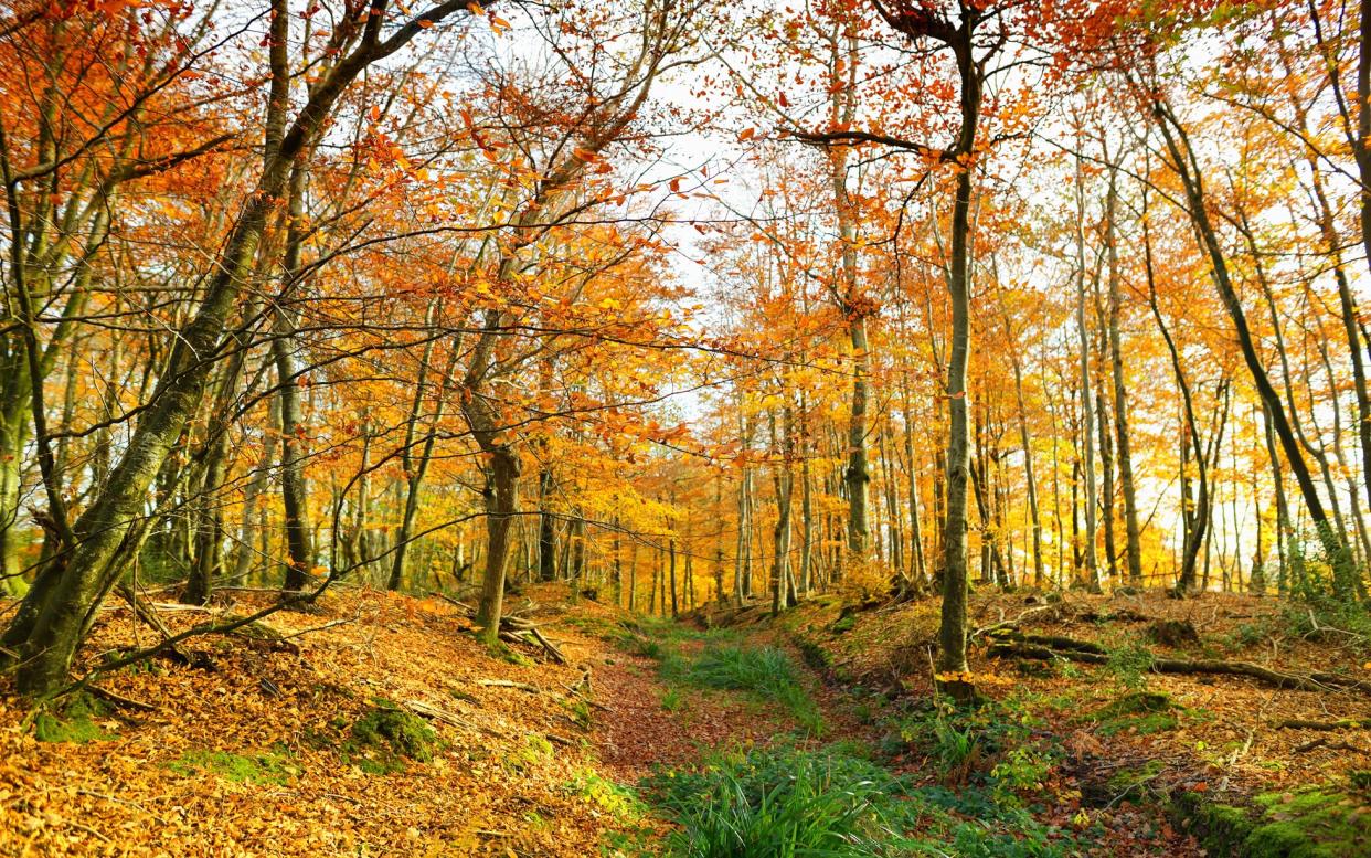 Eggesford is just one of Devon's surprising forests - istock