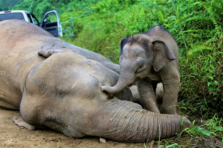 Alarmruf für den Borneo-Elefanten: Von der kleinsten Unterart des Asiatischen Elefanten leben nur noch rund tausend Tiere in freier Wildbahn, wie die Weltnaturschutzunion (IUCN) mitteilte. (Handout)