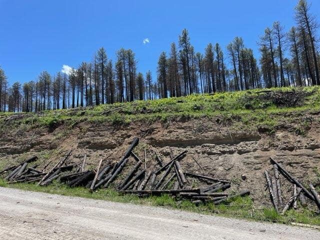 Hazardous tree debris on roads in Santa Fe National Forest for free fuelwood