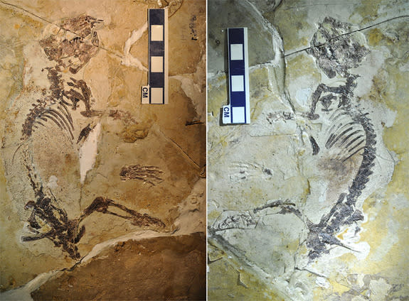 The fossil of Rugosodon eurasiaticus is preserved in two shale slabs in part (left) and counterpart (right). It is about 6.5 inches (17 cm) long from head to rump, and is estimated to have weighed about 2.8 ounces (80 grams).
