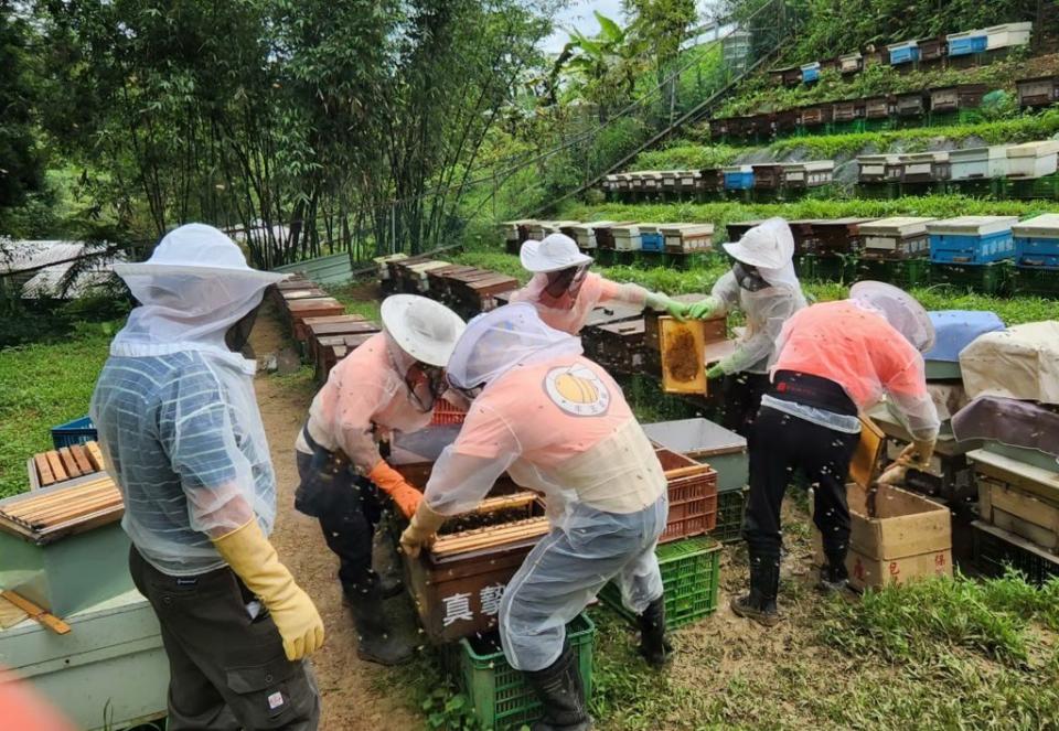 平溪紫東農再社區養蜂產蜜注重自然環境的維護，農作物也不使用化學肥料與農藥，避免毒害蜜蜂神經系統，讓蜜蜂有充足的蜜源。　（新北市農業局提供）