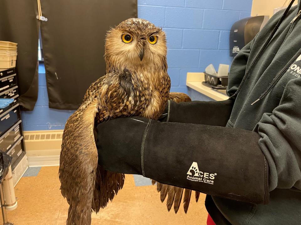 A snowy owl covered in diesel oil is held by a staff member at the Wisconsin Humane Society in Milwaukee.