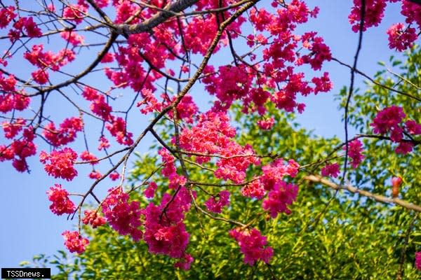 竹林山觀音寺周圍遍地櫻花盛開3月12日將舉辦林口櫻花季活動。（圖:林口區公所提供）