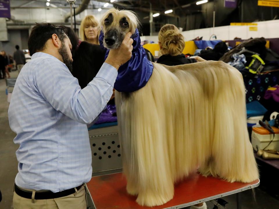 Leo, an Afgan hound at Westminster in 2018.