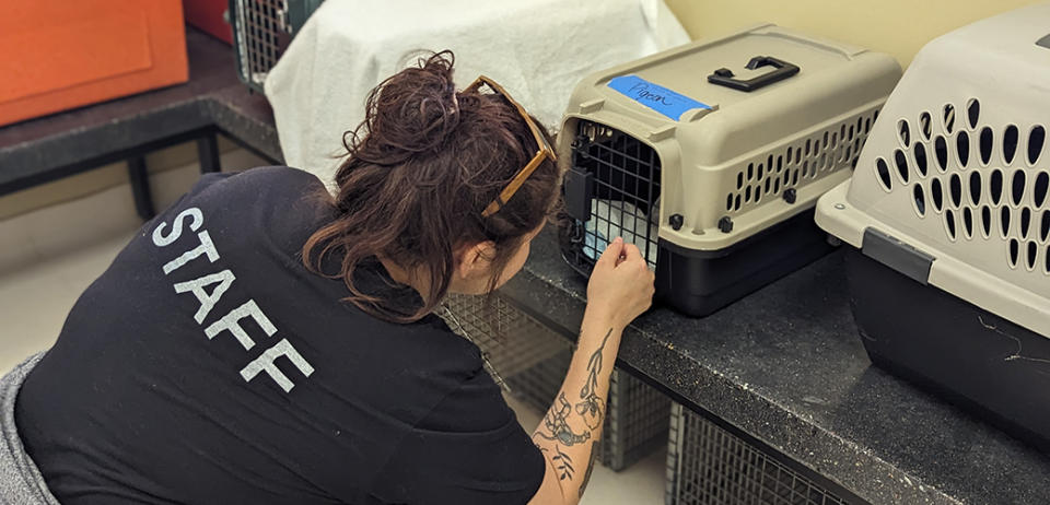 ASPCA staff helps rescued animals