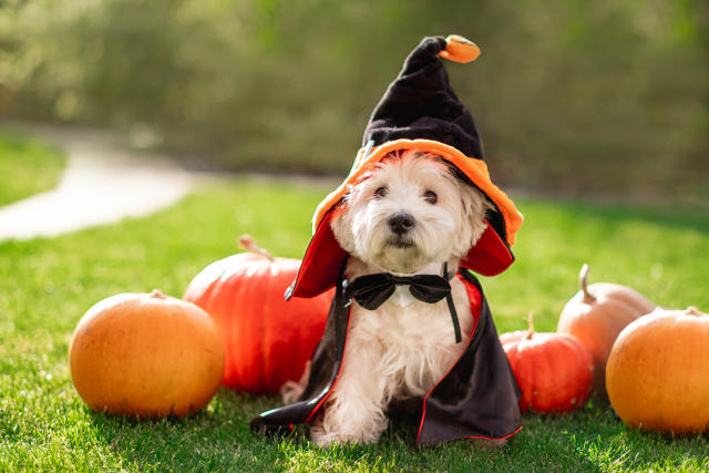 Disfraces de Halloween para mascotas: encantadores