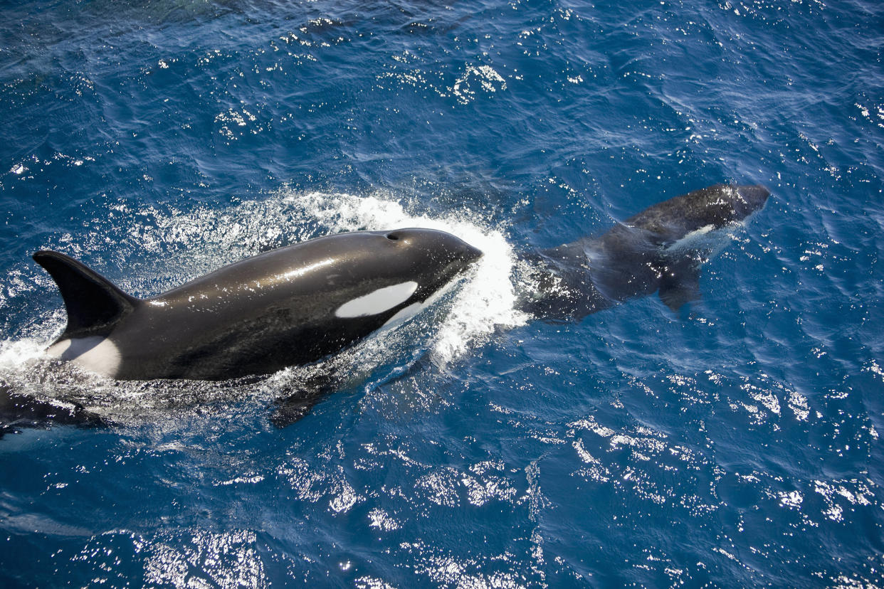 Les mamans orques qui ne sont plus en capacité de se reproduire protègent davantage leur descendance (photo d’illustration prise en Nouvelle-Zélande).