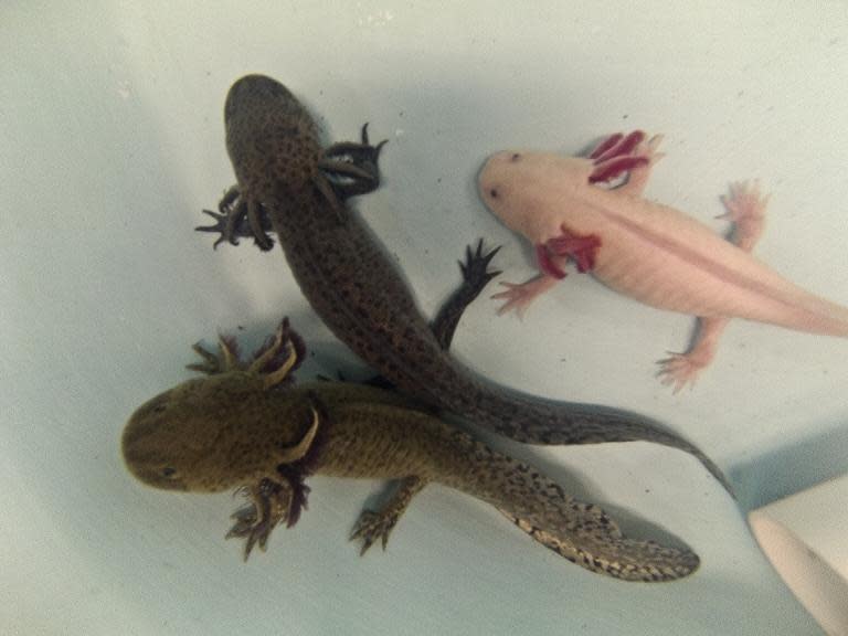 A group of axolotls pictured in a laboratory at the Autonomous University of Mexico in Mexico City, on August 29, 2014. Wild axolotls are facing extinction