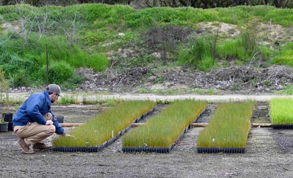 River Partners senior restoration ecologist Neil Wilson checks on native grasses that will be used in the floodplain restoration project at Hidden Valley west of Modesto, Calif., Thursday, Feb. 29, 2024.