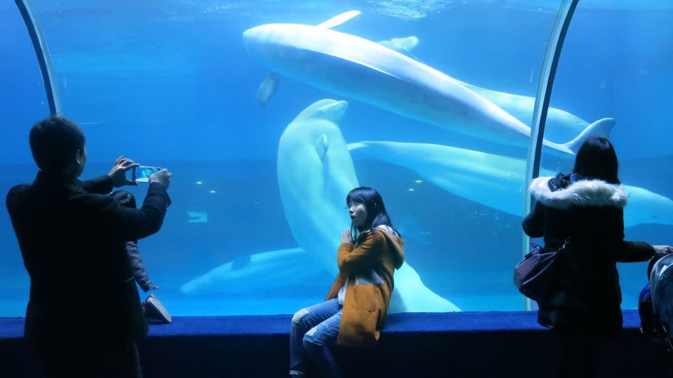 Beluga whales at the Grandview Mall Ocean World in Guangzhou -- one of many commercial aquariums being set up in China. - Simon Denyer/The Washington Post/Getty Images